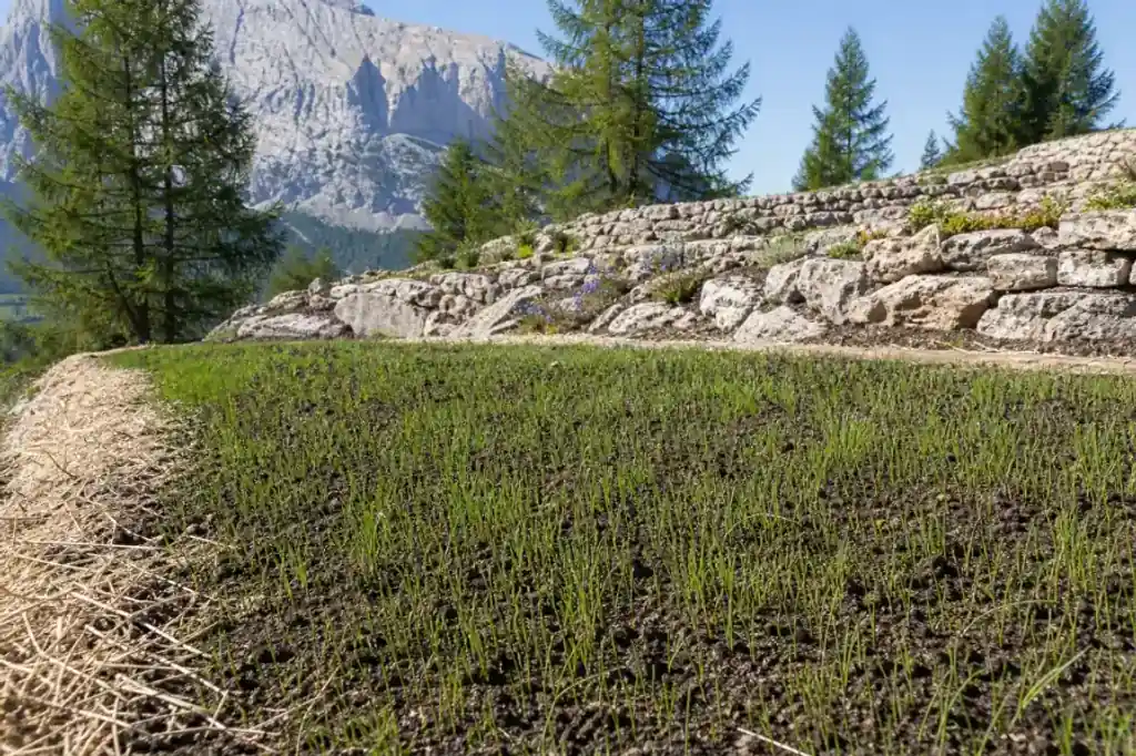 Jeune gazon rustique en cours de levée, brins denses et réguliers, paillage clair sur les bords, lumière vive de montagne.