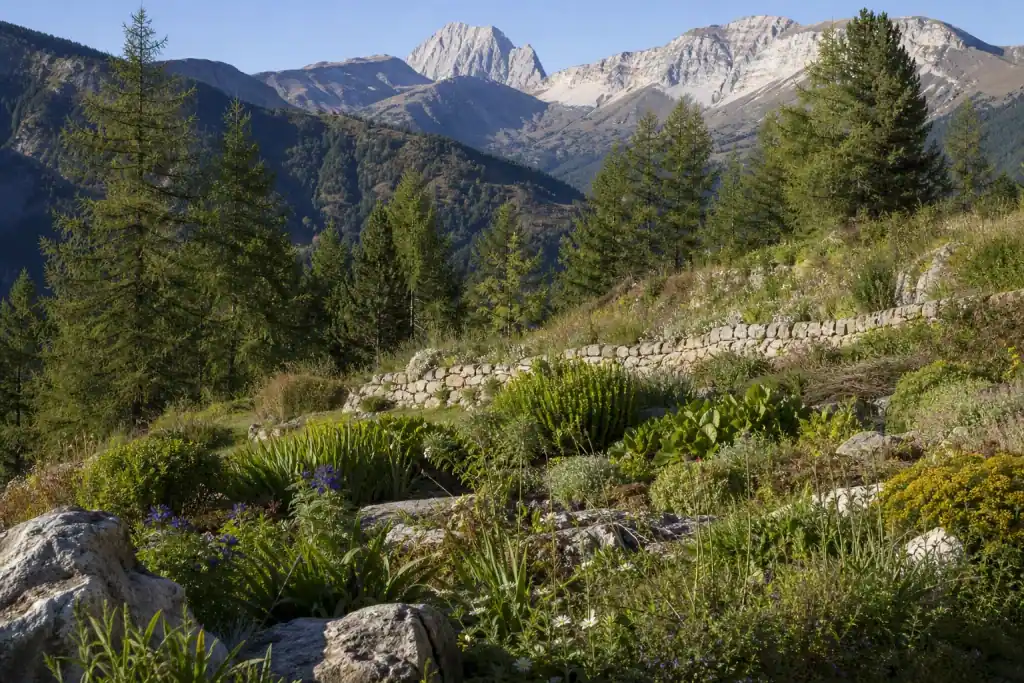 Jardin de montagne à Saint-Bonnet-en-Champsaur au-dessus de mille mètres, pelouse rustique et vivaces alpines, mélèzes en lisière, sommets du parc des Écrins en toile de fond, lumière claire d'altitude, cadrage vertical marquant le relief.