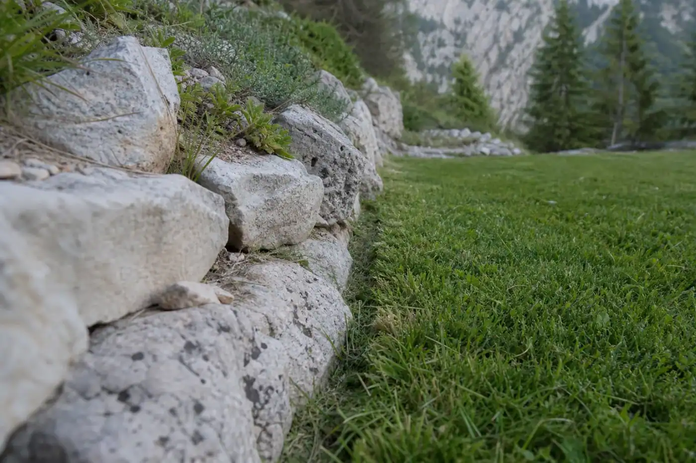 Gros plan sur la lisière entre pelouse tondue et muret de pierre claire du Dévoluy, coupe nette au coupe-bordures, brins d'herbe encore frais.