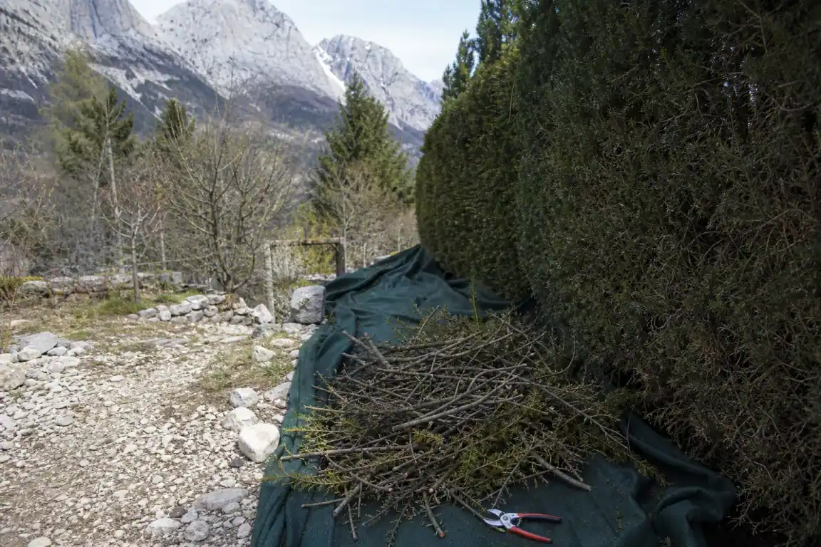 Bâche de récupération au pied d'une haie en cours de taille, branchages calibrés prêts au broyage, sécateur posé, sol caillouteux de montagne visible.