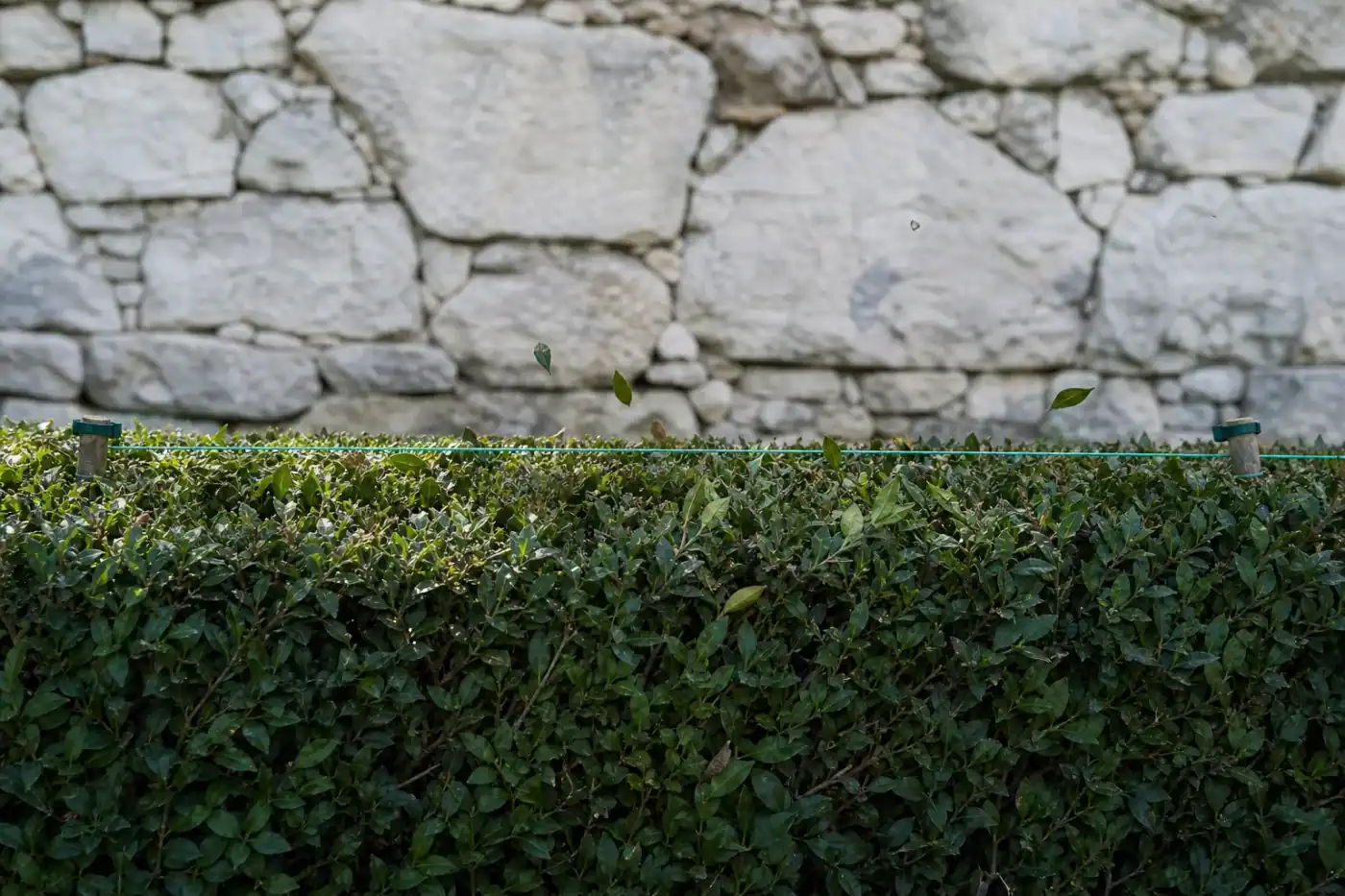 Détail du dessus d'une haie taillé droit, cordeau vert tendu entre deux taquets, quelques feuilles coupées suspendues, mur de pierre claire derrière.