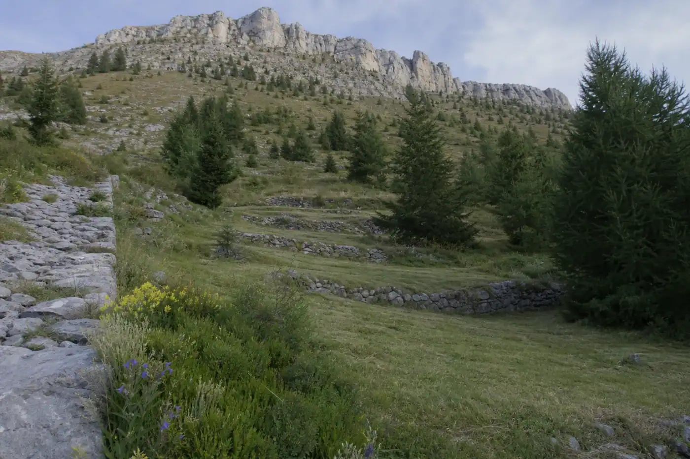 Pelouse en restanque de coteau juste tondue, terrasses successives soulignées par la tonte, versant minéral et pins sylvestres en fond de cadre.