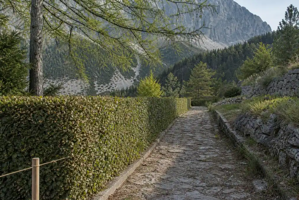 Haie de charmille taillée au carré le long d'une allée de jardin à Gap, ligne de coupe parfaitement droite fuyant vers le fond, cordeau et piquets encore en place au premier plan, mélèzes et versant minéral en arrière-plan, lumière douce d'altitude, sans personne.