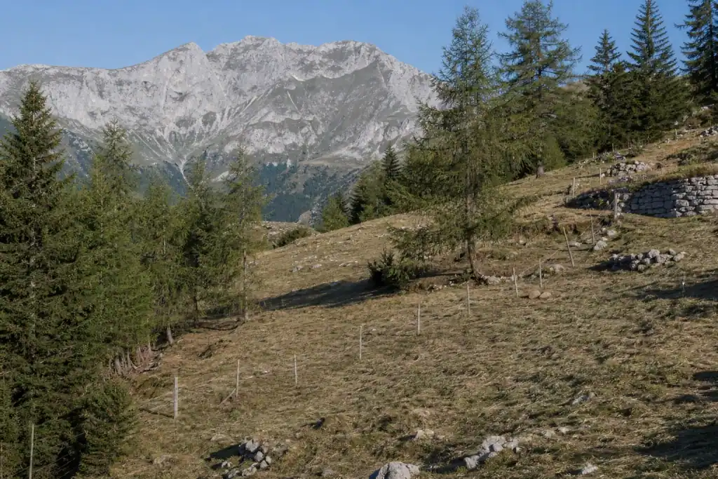 Terrain redevenu lisible après débroussaillage sur un versant : sol fauché ras, arbres conservés, clôture réapparue, relief de montagne visible.