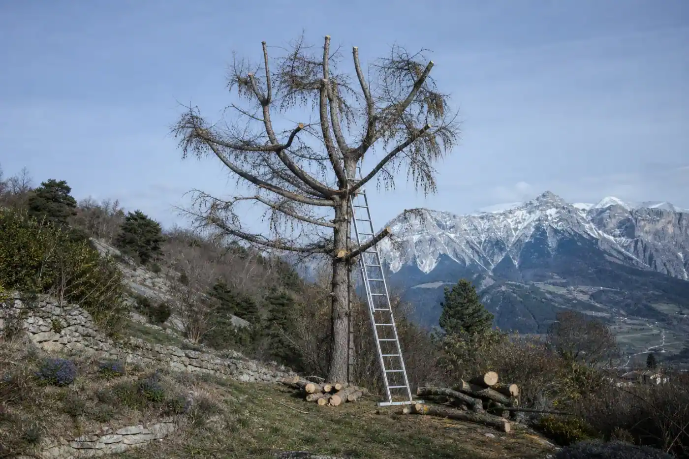 Mélèze de jardin fraîchement élagué à la sortie de l'hiver près de Gap, silhouette aérée sur ciel froid et sommets enneigés en arrière-plan, coupes propres visibles, échelle contre le tronc, billons rangés au pied, aucune personne visible.